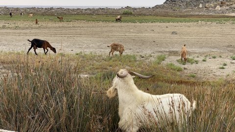 Menorca. Cap de Favàritx. Agost de 2021