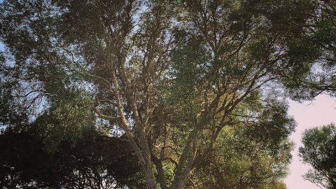 Mallorca. Mòbil. Agost de 2015