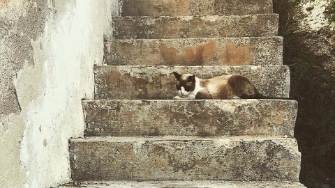Mallorca. Mòbil. Agost de 2015