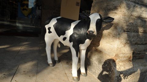 Vaca. Plaça. Banyoles. Pla de l'Estany. Catalunya. Agost de 2010