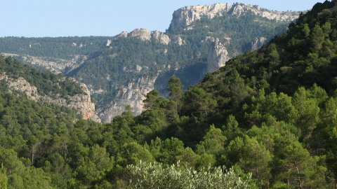 Parc Natural dels Ports. Terra Alta. Juliol de 2008