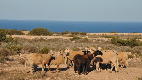 Formentera. Agost de 2016. Foto: Saül Gordillo