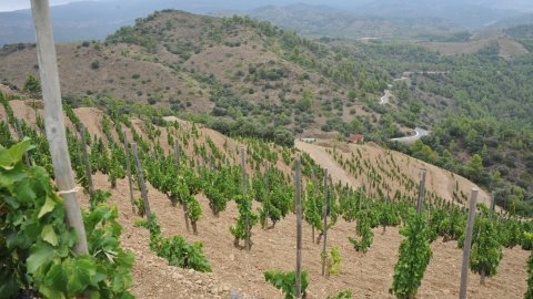 Priorat, Ribera d'Ebre i Terra Alta. Visita als municipis d'El Pinell de Brai, Miravet, la Morera de Montsant, Siurana, Porrera, Gratallops i Falset. Agost de 2014. Foto: Saül Gordillo