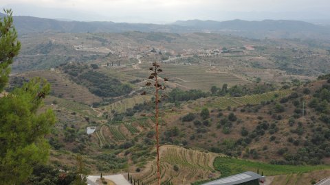 Priorat, Ribera d'Ebre i Terra Alta. Visita als municipis d'El Pinell de Brai, Miravet, la Morera de Montsant, Siurana, Porrera, Gratallops i Falset. Agost de 2014. Foto: Saül Gordillo