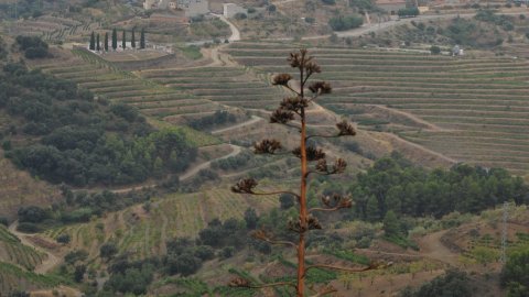 Priorat, Ribera d'Ebre i Terra Alta. Visita als municipis d'El Pinell de Brai, Miravet, la Morera de Montsant, Siurana, Porrera, Gratallops i Falset. Agost de 2014. Foto: Saül Gordillo