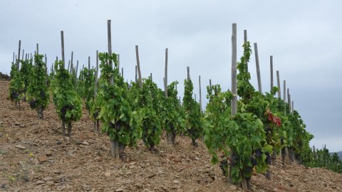 Priorat, Ribera d'Ebre i Terra Alta. Visita als municipis d'El Pinell de Brai, Miravet, la Morera de Montsant, Siurana, Porrera, Gratallops i Falset. Agost de 2014. Foto: Saül Gordillo