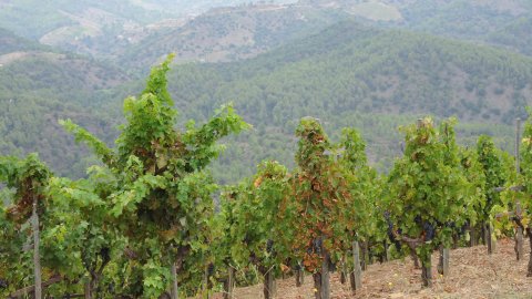 Priorat, Ribera d'Ebre i Terra Alta. Visita als municipis d'El Pinell de Brai, Miravet, la Morera de Montsant, Siurana, Porrera, Gratallops i Falset. Agost de 2014. Foto: Saül Gordillo