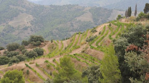 Priorat, Ribera d'Ebre i Terra Alta. Visita als municipis d'El Pinell de Brai, Miravet, la Morera de Montsant, Siurana, Porrera, Gratallops i Falset. Agost de 2014. Foto: Saül Gordillo
