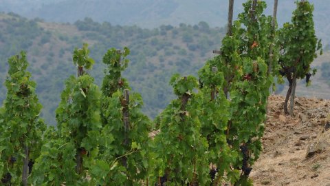 Priorat, Ribera d'Ebre i Terra Alta. Visita als municipis d'El Pinell de Brai, Miravet, la Morera de Montsant, Siurana, Porrera, Gratallops i Falset. Agost de 2014. Foto: Saül Gordillo