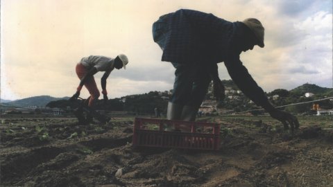 Africans treballant el camp al Maresme, entre Santa Susanna i Malgrat de Mar. Immigració. 1993. Foto: Saül Gordillo (El Punt)