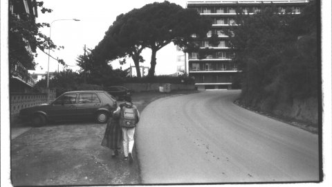 Pins monumentals de Can Patuel de Calella, a la cantonada del carrer del Pi amb la carretera d'Hortsavinyà. 10 de novembre de 1993. Foto: Saül Gordillo (El Punt)