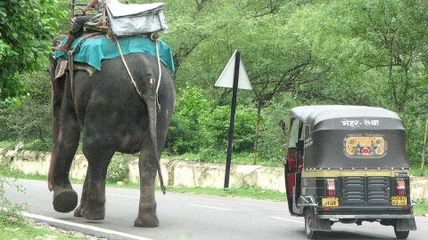 Un tuck tuck avança un elefant en la carretera d'Agra. Agost de 2007